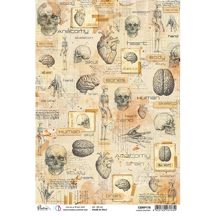 Ciao Bella Rice Paper A4 Human Anatomy
