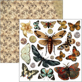 Cabinet Of Curiosities Fussy Cut Pad 6"x6" 24/Pkg