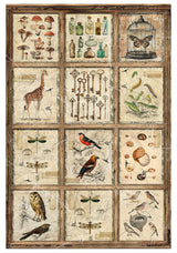 Rice Paper A4 MIXED 4/Pkg Cabinet Of Curiosities