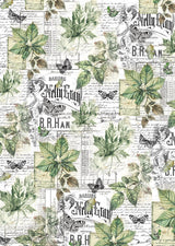 Vellum Cabinet Of Curiosities Paper Patterns A4 6/Pkg