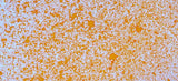 Cosmic Shimmer Airless Mister